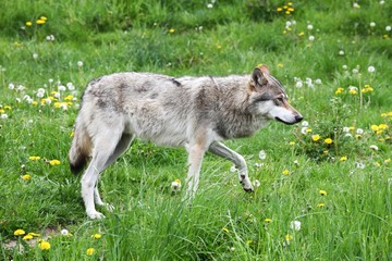 Wolf in the nature