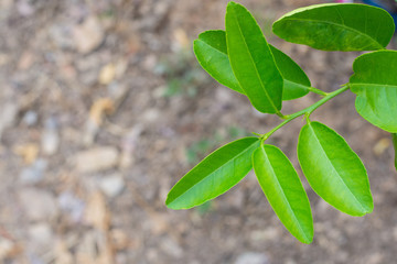 Green lime leaves, Beautiful young lime leaves fresh with branch
