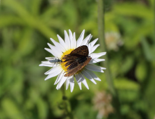 Scandal on chamomile. Beetle chases the butterfly