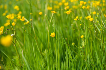 yellow flowers in the spring meadow