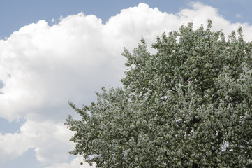 Fototapeta premium plum blossom