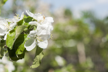 Flowers of apple against the blue sky,