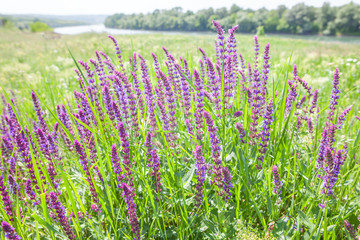 violet flowers near river