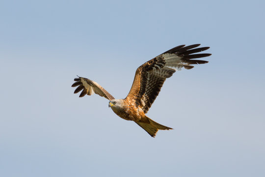 Red kite (milvus milvus) during flight