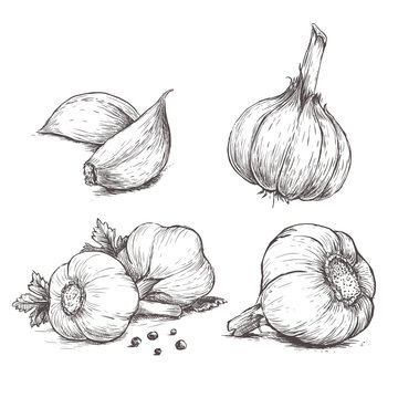 Vector hand drawn set of garlic. Herbs and spices sketch illustration