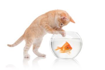 The cat looks at fish in an aquarium