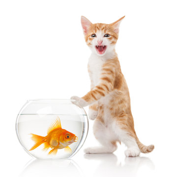Cat and an aquarium with fish