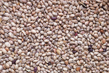 Group of red beans arranged for drying. Legume species