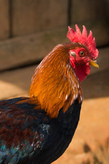 Beautiful rooster profile 