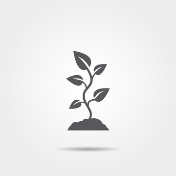 Plant sprout icon