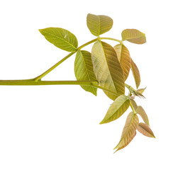 walnut leaves on a branch. isolated on white background