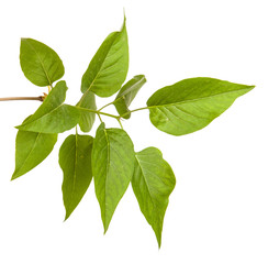 Fototapeta na wymiar green lilac leaves. isolated on white background