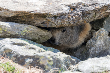 Marmotta