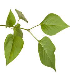 green lilac leaves. isolated on white background
