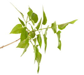 green lilac leaves. isolated on white background