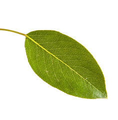 Obraz premium pear tree leaf isolated on white background