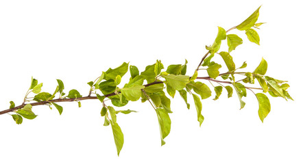 apple-tree branch with green leaves. Isolated on white backgroun