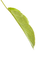 one apple leaf isolated on white background