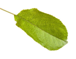 Fototapeta premium one apple leaf isolated on white background