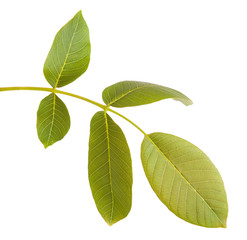 Fototapeta premium walnut leaves on a branch. isolated on white background
