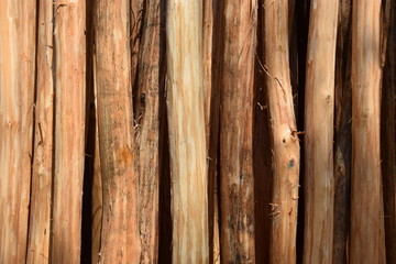Tropenholz