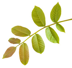 Naklejka na ściany i meble walnut leaves on a branch. isolated on white background
