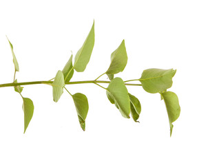 lilac leaves on a branch isolated on white background