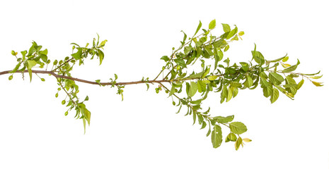 plum-tree branch with green leaves and berries. Isolated on whit