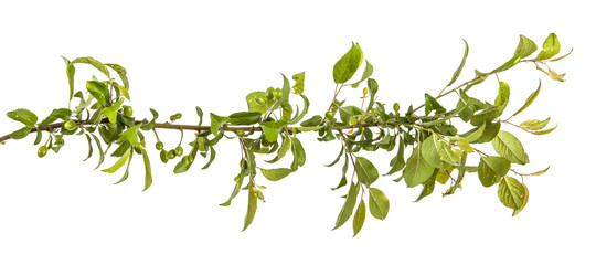 plum-tree branch with green leaves and berries. Isolated on whit