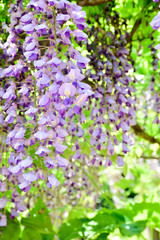 Wisteria