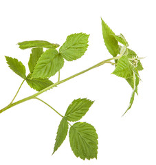 green raspberry leaves. isolated on white background