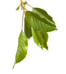 cherry tree branch isolated on white background