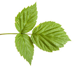 green raspberry leaves. isolated on white background