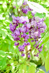 Obraz premium Double flower of wisteria