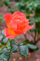 Orange rose
