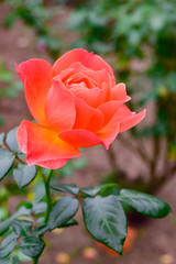Orange rose
