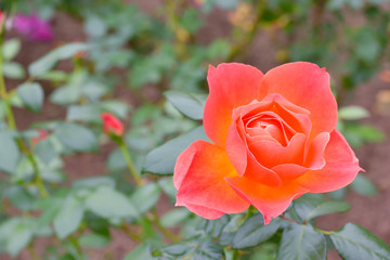 Orange rose
