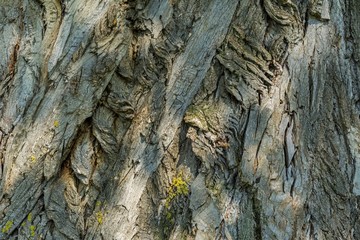 Three hundred years old poplar bark texture background