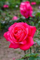 Red Rose
