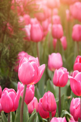 Obraz premium Tulips