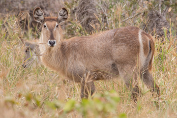 Waterbuck female (Kobus ellipsiprymnus), Kruger Park, South Africa