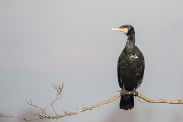 Great cormorant (Phalacrocorax carbo), Italy