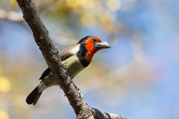 Black-collared Barbet (Lybius torquatus), Kruger Park, South Africa