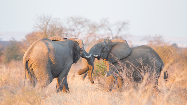 Fighting african elephants (Loxodonta africana), Kruger Park, South Africa