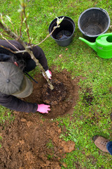 Baum pflanzen
