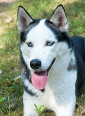 Husky dog in a forest portrait