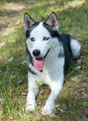 Husky dog in a forest portrait