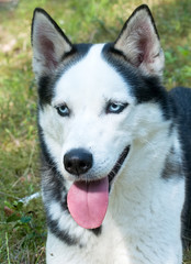 Husky dog in a forest portrait
