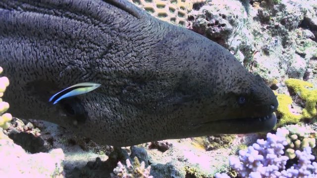 Giant Moray Eel with dislocated jaw comes partially out of hole on Coral Reef. Amazing, beautiful underwater marine sea world Red Sea and life of its inhabitants, creatures and diving, travels.
