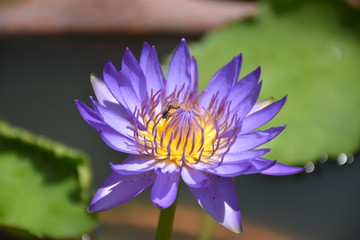 Beautiful purple water lily with in morning, sunlight
